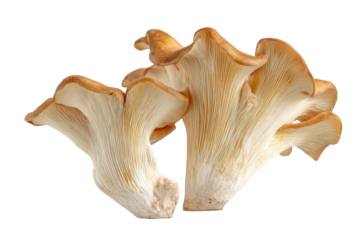 Close up of a cluster of oyster mushrooms isolated on transparent background. Oyster mushrooms pair ready for culinary use in cooking isolated on white background.