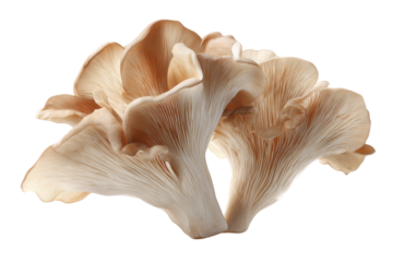 Cluster of oyster mushrooms isolated on transparent background. Oyster mushrooms with delicate gills isolated on white background.