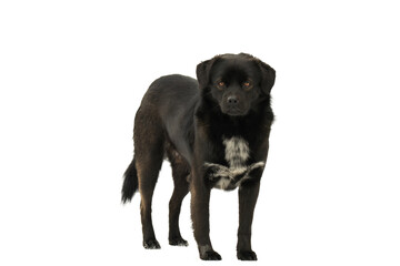 Obraz premium Black dog isolated