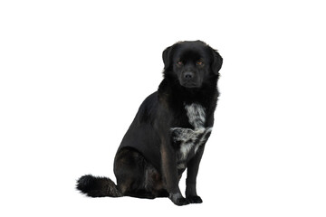 Obraz premium Black dog isolated