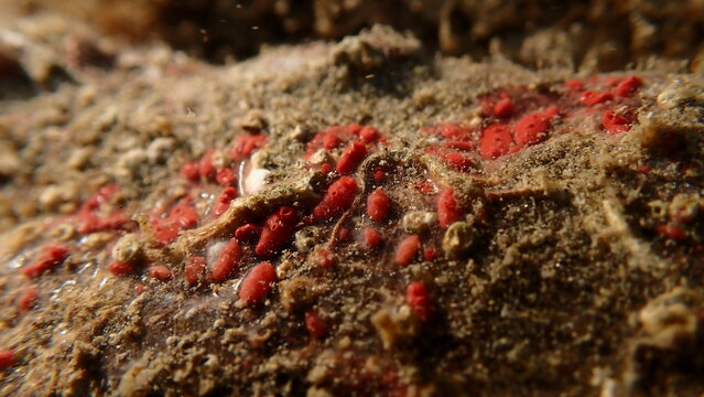 Colonial tunicate or ascidian, sea squirt (Symplegma brakenhielmi) undersea, Ligurian Sea, Italy, Imperia