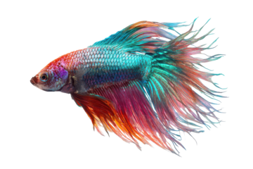Vibrant betta fish swimming isolated on transparent background. Betta fish with vibrant fins swimming in water side profile isolated on white background.