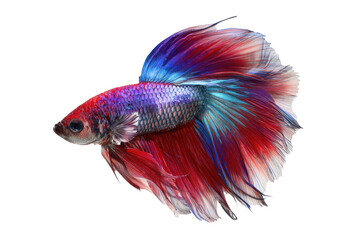 Fototapeta premium Vibrant betta fish with flowing fins isolated on transparent background. Colorful betta fish with flowing fins siamese fighting fish isolated on white background.