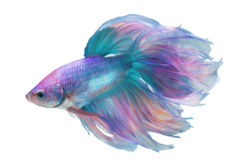 Beautiful betta fish with flowing fins isolated on transparent background. Betta fish with flowing fins in vibrant colors isolated on white background.