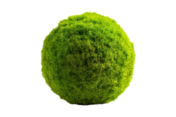 Green textured organic moss isolated on transparent background. Green moss ball isolated on white background.