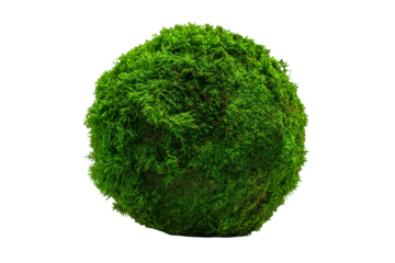 Green moss clump isolated on transparent background. Green moss ball texture with forest floor isolated on white background.