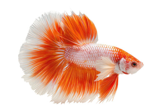 Orange and white betta fish isolated on transparent background. Ornamental siamese fighting fish with flowing fins brightly colored isolated on white background.