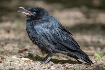 Fototapeta premium Baby Crow on the ground squawking