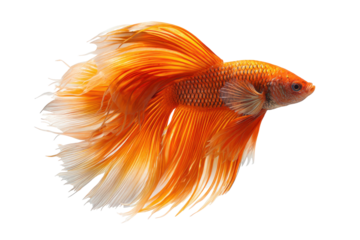 Vibrant orange betta fish with flowing fins isolated on transparent background. Orange betta fish with flowing fins aquatic life isolated on white background.