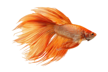 Vibrant orange betta fish with flowing fins isolated on transparent background. Orange betta fish with flowing fins swimming underwater isolated on white background.
