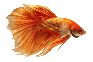 Vibrant orange betta fish with flowing fins isolated on transparent background. Orange betta fish with flowing fins swimming gracefully isolated on white background.