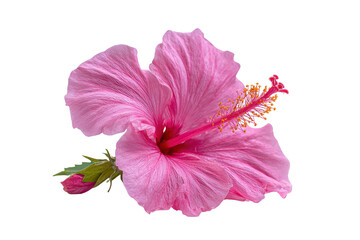 Pink hibiscus flower with bud isolated on transparent background. Pink hibiscus flower on black background isolated on white background.