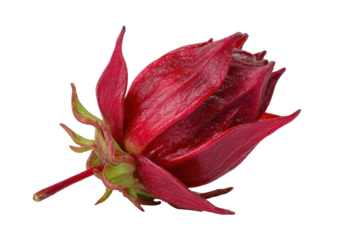 Close up of a vibrant red hibiscus flower bud isolated on transparent background. Red hibiscus isolated on white background.