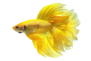 Vibrant yellow betta fish with flowing fins isolated on transparent background. Yellow betta fish showing flowing fins and scales isolated on white background.