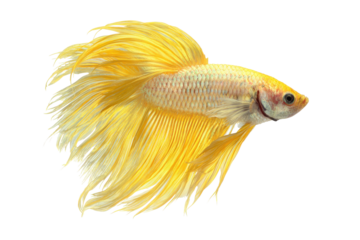 Bright yellow betta fish with flowing fins isolated on transparent background. Golden betta fish with flowing fins aquatic pet isolated on white background.