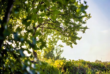 Fototapeta premium Golden Hour Canopy: Sunlit Tree Leaves and Lush Green Foliage