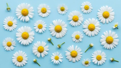 Close-up view of multiple daisies with yellow centers scattered on a light-blue surface