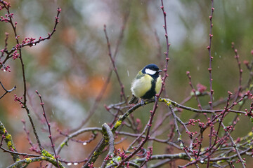 Cute great tit on a branch covered in lichen, surrounded by branches with wine-red buds, great tit in the rain, raindrops falling,  buds on the delicate branches,  Parus major © Rebecca