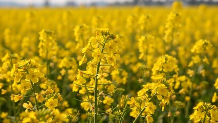 Obraz premium Yellow rapeseed flower blooming in a field during spring. Close up of canola plant with blurred background. Agriculture and nature concept