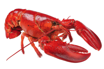 Bright red cooked lobster isolated on transparent background. Red lobster isolated on white background.