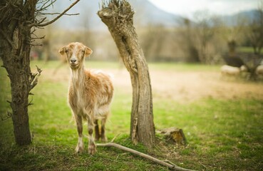 A playful goat stands near a gnarled tree, basking in the warmth of a peaceful afternoon. The green landscape creates a serene backdrop for this delightful scene