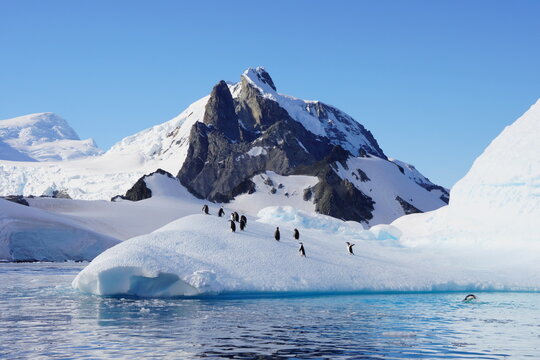 A group of chinstrap and gentoo penguins on a floe in Antarctica