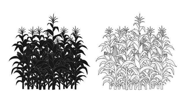 black and white illustration of corn plants side by side