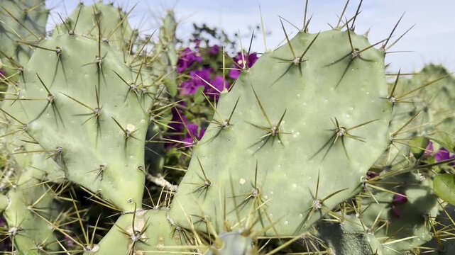 Heart shaped cactus pads with sharp spines in natural light. Symbol of love and pain, protection and vulnerability. Desert plant close up, resilience concept, nature metaphor, minimal background, bota