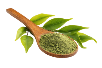 Wooden spoon filled with dried green tea leaves and fresh tea leaves isolated on transparent background. Green tea powder in wooden spoon with fresh leaves isolated on white background.