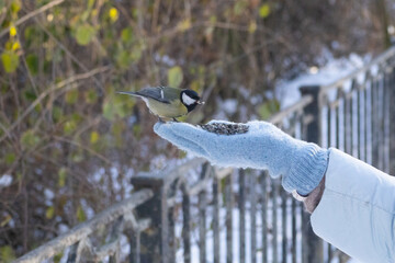 A close-up of a great tit perched on a human hand, eating seeds, capturing a quiet moment of trust and interaction between people and wildlife in a natural outdoor setting © Oleksandr