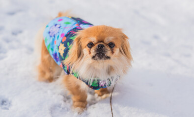 Small dog exploring winter outdoors, staying cozy in cold weather