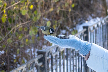 A close-up of a great tit perched on a human hand, eating seeds, capturing a quiet moment of trust and interaction between people and wildlife in a natural outdoor setting © Oleksandr