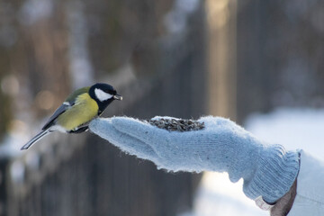 A close-up of a great tit perched on a human hand, eating seeds, capturing a quiet moment of trust and interaction between people and wildlife in a natural outdoor setting © Oleksandr