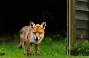 Obraz premium Red fox standing on green grass in meadow