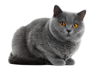 British shorthair cat with orange eyes sitting isolated on transparent background. British shorthair cat with bright orange eyes sits calmly isolated on white background.