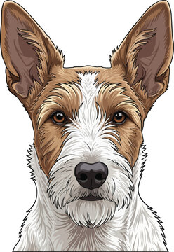 Portuguese Podengo dog face closeup headshot portrait front view