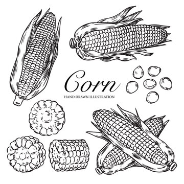 Set of hand drawn sweet corn Maize and cob outline drawing illustration