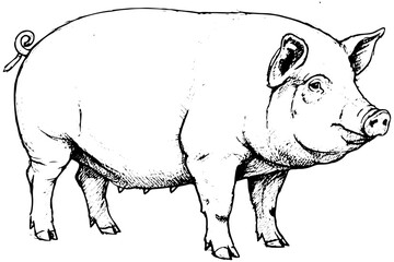 black and white pig,
Detailed Farm Pig Sketch, Vintage Hand Drawn Vector Art
