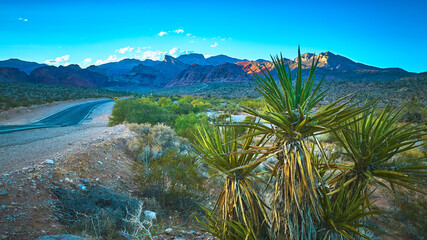 Fototapeta premium Desert Road and Joshua Trees with Red Rock Canyon Mountains in Nevada Landscape