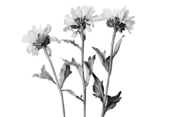 Three delicate white flowers on stems isolated on transparent background. Arnica flowers isolated white background.