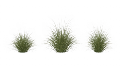 Collection of three vibrant green ornamental grass clumps for digital design isolated on transparent background