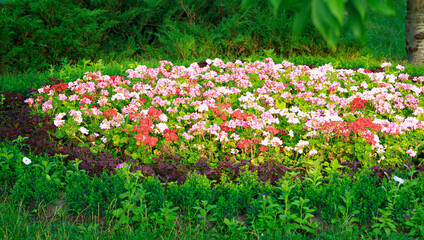 colorful flower bed blossom floral spring seasonal April month