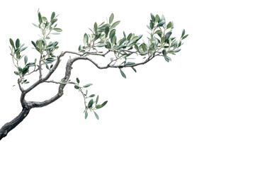 Twisted olive tree branch with leaves isolated on transparent background. Branch of a olive tree with leaves isolated on white background.