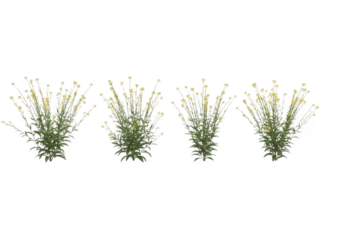 Four small green bushes with delicate yellow flowers arranged symmetrically isolated on transparent background