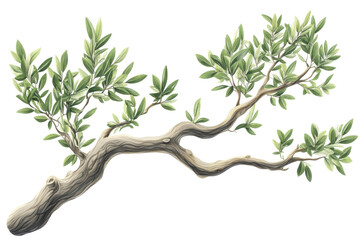 Twisted olive tree branch with leaves isolated on transparent background. Branch of a olive tree with leaves isolated on white background.
