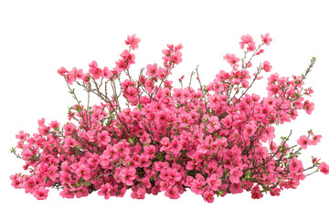 Pink cherry blossom branch with delicate flowers isolated on transparent background. Bush of flowers on white background.