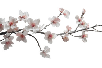 Delicate white cherry blossom branch isolated on transparent background. Cherry blossom branch with sakura flower isolated on white background.
