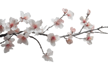 Delicate white cherry blossom branch isolated on transparent background. Cherry blossom branch with sakura flower isolated on white background.