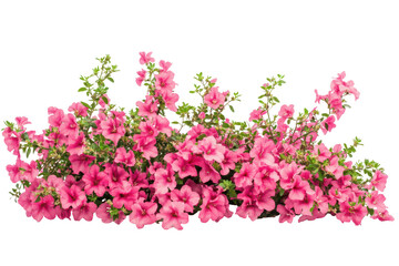 Abundant cluster of pink petunia flowers isolated on transparent background. Bush of flowers on white background.