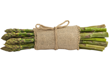 Bundle of fresh green asparagus tied with twine isolated on transparent background. Close-up of a fresh raw asparagus bunch tied with a burlap twine isolated on a white background.